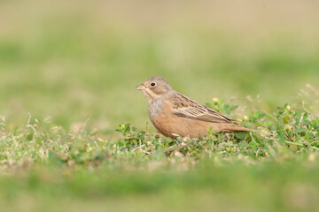 Fototapeta premium Cretzschmar's Bunting, Emberiza caesia