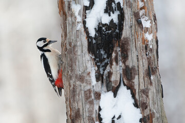 Great Spotted Woodpecker, Dendrocopos major major
