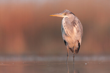 Grey Heron, Ardea cinerea