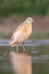 Squacco Heron, Ardeola ralloides