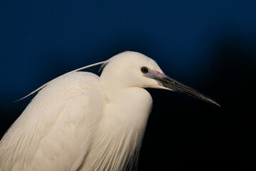 Little Egret, Egretta garzetta