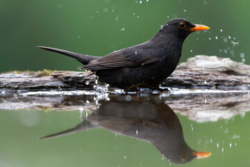 Fototapeta premium Eurasian Blackbird, Turdus merula