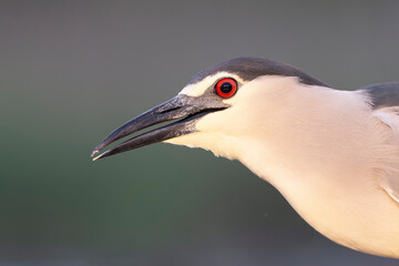 Black-crowned Night Heron, Nycticorax nycticorax