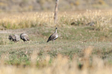 Greater sage-grouse, Centrocercus urophasianus