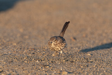 Sage thrasher, Oreoscoptes montanus