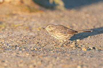Sage thrasher, Oreoscoptes montanus