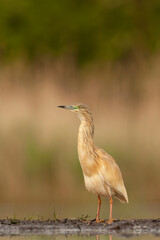 Squacco Heron, Ardeola ralloides