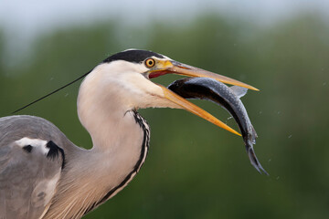 Grey Heron, Ardea cinerea