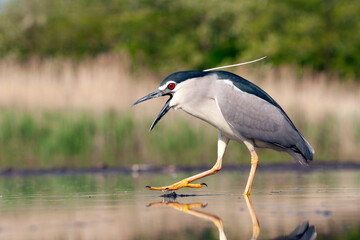 Black-crowned Night Heron, Nycticorax nycticorax