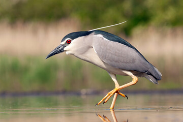 Black-crowned Night Heron, Nycticorax nycticorax