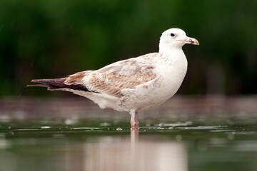 Caspian Gull, Larus cachinnans