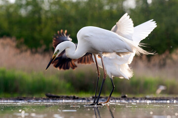 Great Egret, Ardea alba alba