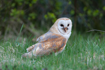 Barn Owl, Tyto alba