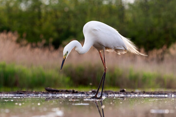 Great Egret, Ardea alba alba