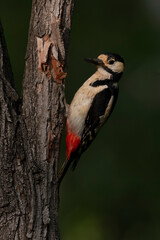 Great Spotted Woodpecker, Dendrocopos major pinetorum