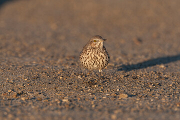 Sage thrasher, Oreoscoptes montanus