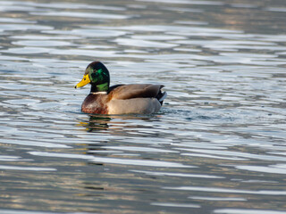 A mallard duck, its green head and brown body contrasting against the rippling water, swims peacefully in a lake.
