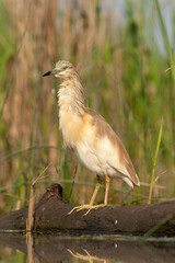 Squacco Heron, Ardeola ralloides