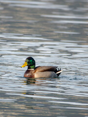 A mallard duck, with its vibrant green head and brown body, peacefully swims in a tranquil lake, creating gentle ripples.