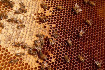 Working bees on the brown honeycomb with sweet honey..