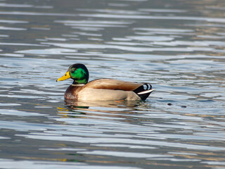 A mallard duck, marked by its green head and brown body, elegantly navigates a serene lake, leaving a trail of subtle ripples.