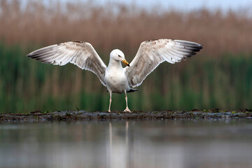 Caspian Gull, Larus cachinnans