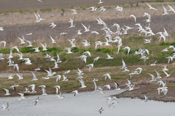 Sandwich Tern, Thalasseus sandvicensis