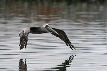 Brown Pelican, Pelecanus occidentalis californicus