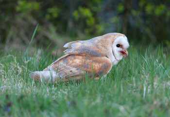 Barn Owl, Tyto alba