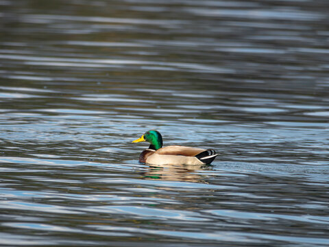 A mallard duck, adorned with a green head and brown body, elegantly swims in a lake, leaving a gentle wake in the rippled water.