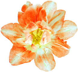 Orange   tulip flower  on  isolated background with clipping path. Closeup. Drops of water on the...