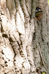Great Spotted Woodpecker, Dendrocopos major pinetorum