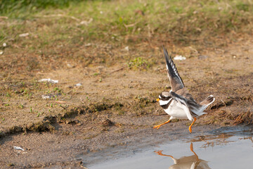 Common Ringed Plover, Charadrius hiaticula