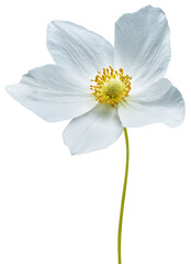 primrose flower isolated on white  background with clipping path. Close-up . Flower on a stem.    ...