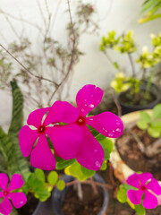 Obraz premium Pink flowers blooming in garden,nature photography, natural gardening background, floral wallpaper 