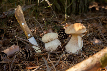 Two porcini mushrooms in pine tree forest at autumn season..