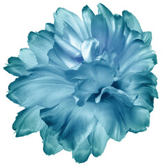 Tulip  turquoise   flower  on   isolated background with clipping path. Closeup. For design. Transparent background.  Nature.