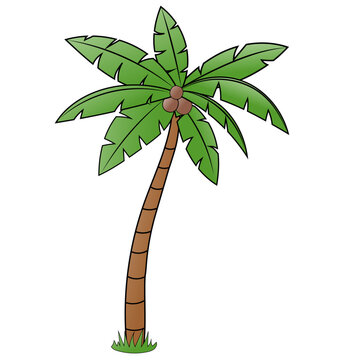 Cartoon coconut tree with three coconuts and leaves on a grass spot