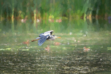 A digital illustration of a Grey Heron, Ardea cinerea flying over a lake.