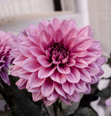 pink powerful  dahlia flower