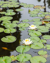 White and yellow water lilly beside lilly pads on a pond - obrazy, fototapety, plakaty