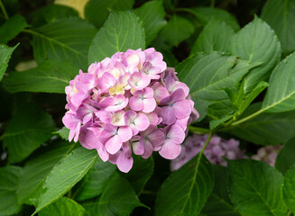 Pink hortensia flower at southeast Brazil