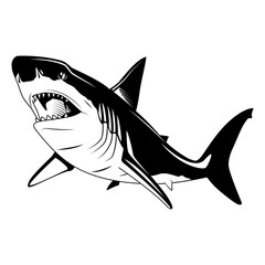 shark on white background