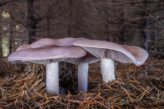 Edible violet mushrooms Lepista nuda known as wood blewit or Clitocybe nuda in forest