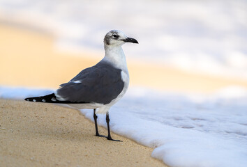 seagull standing on white beach