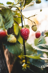 strawberry in the garden