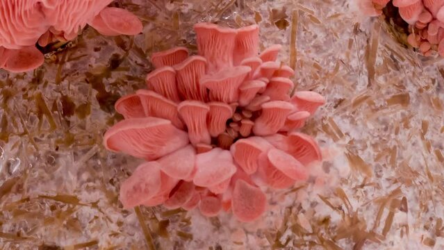 Time Lapse of pink Oyster mushrooms growing, close up. Edible mushroom grow on Bio farm. Food production business. Healthy ECO food.