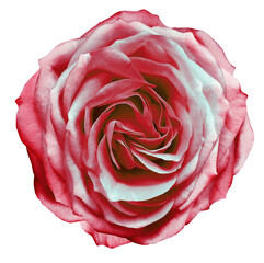 Rose flower  on white  isolated background with clipping path. Closeup. For design.  Transparent background.    Nature.