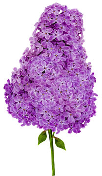 Branch of lilac flowers isolated on   background with clipping path. For design. In high resolution. Studio photo. Transparent background. 