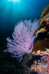 A bright purple sea fan juts out from the reef into sunlit waters